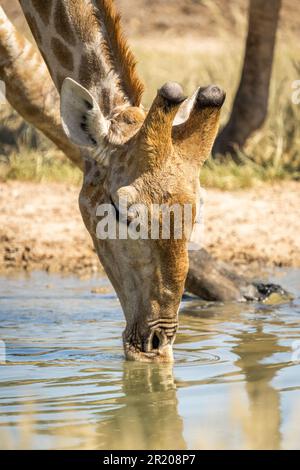 Giraffa acqua potabile, primo piano ritratto della testa dell'animale, faccia sulla superficie dell'acqua. Kalahari, Kgalagadi Transfrontier Park, Sudafrica Foto Stock