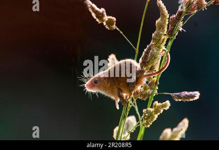 Harvest mouse (Micromys minutus) adulto, retroilluminato su steli di erba durante il programma di rilascio, Norfolk, Inghilterra, Regno Unito Foto Stock