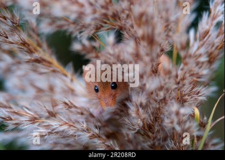 Harvest mouse (Micromys minutus) adulto, guardando fuori dalla testa di semi di canna, Norfolk, Inghilterra, Regno Unito Foto Stock