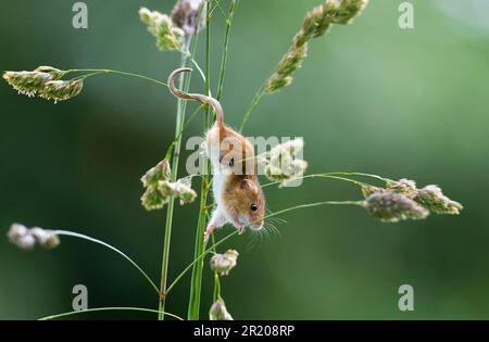 Harvest mouse (Micromys minutus) adulto, arrampicata su steli di erba nella riserva naturale, Norfolk, Inghilterra, Regno Unito Foto Stock