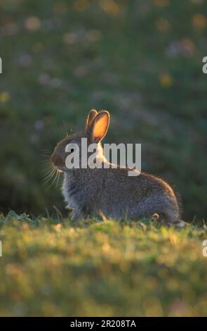 Coniglio europeo (Oryctolagus cuniculus) giovane coniglio in luce serale/Uist settentrionale, Ebridi Foto Stock