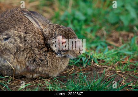 Coniglio europeo (Oryctolagus cuniculus) con mixomatosi Foto Stock