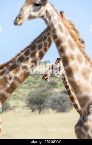 Giraffa collo, più giraffe incorniciate in giraffa collo. Kalahari, Kgalagadi Transfrontier Park, Sudafrica Foto Stock