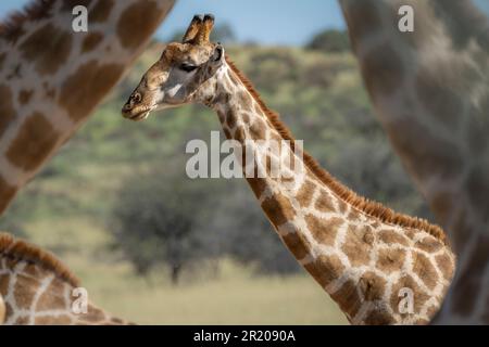 Giraffa collo, più giraffe incorniciate in giraffa collo. Kalahari, Kgalagadi Transfrontier Park, Sudafrica Foto Stock