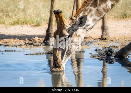 Giraffa acqua potabile, primo piano ritratto della testa dell'animale, faccia sulla superficie dell'acqua. Kalahari, Kgalagadi Transfrontier Park, Sudafrica Foto Stock