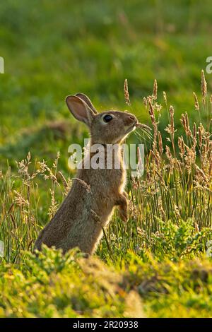 Coniglio europeo adulto (Oryctolagus cuniculus), in piedi sulle zampe posteriori, nutrirsi di erba in frutteto, Kent, Inghilterra, Estate Foto Stock