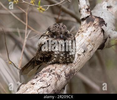 Eastern Whip-Poor-Will (Antrostomus vociferous) al roost diurno di Point Pelee National Park Canada Foto Stock