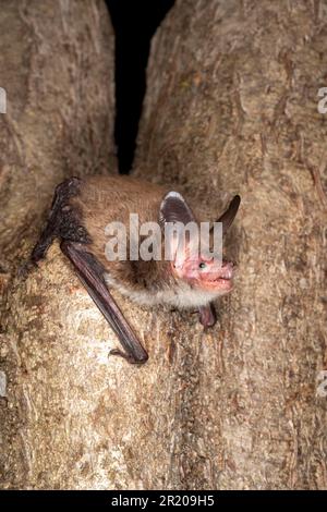 Pipistrelli di Bechstein, pipistrelli di Bechstein (Myotis bechsteinii), pipistrelli di Bechstein, pipistrelli, mammiferi, animali, Il pipistrello di Bechstein giovane, ecocalizzante, aggrappato a. Foto Stock