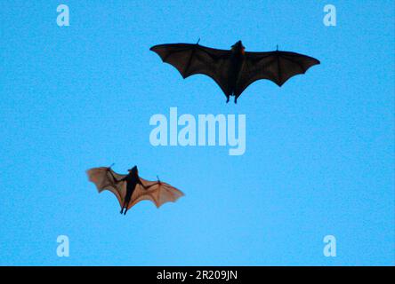 Volpe volanti con testa grigia (Pteropus poliocephalus), pipistrelli, mammiferi, animali, volpe volanti con testa grigia e volpe volanti rosse (Pteropus scapulatus) Foto Stock