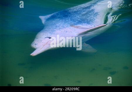 Delfini bianchi cinesi, delfini humpback indo-pacifico (Sousa chinensis), delfini bianchi cinesi, delfini bianchi cinesi, delfini, mammiferi marini Foto Stock