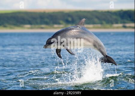 Delfino a bottiglia (Tursiops truncatus) adulto, Breaching, Chanonry Point, Black Isle, Moray Firth, Scozia, Regno Unito Foto Stock