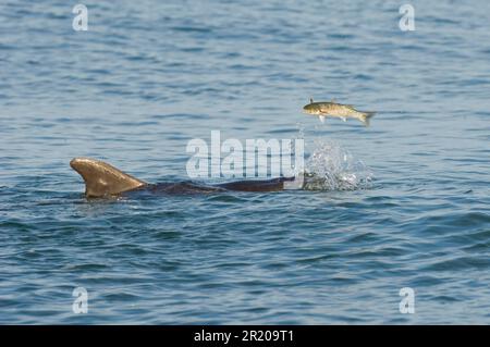 Dolphin tursiope (Tursiops truncatus) 'Dave', solitario 'amichevole' adulto, gioca con Grey Mullet (Chelon labrosus), Folkestone, Kent, Inghilterra Foto Stock