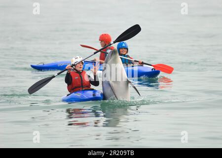 Delfino tursiope (Tursiops truncatus) 'Dave', solitario 'amichevole' adulto, giocando con il ragazzo in kayak, Folkestone, Kent, Inghilterra, Regno Unito Foto Stock