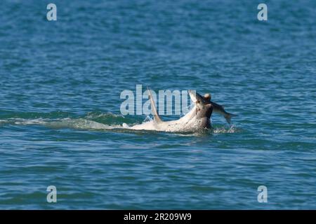 Delfino a bottiglia (Tursiops truncatus) 'Dave', solitario 'amichevole' adulto, nutrirsi di Grey Mullet (Chelon labrosus), Folkestone, Kent, Inghilterra Foto Stock