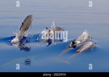 Dolphin spotted Pantropicale (Stenella attenuata) quattro adulti, che si affacciano sull'acqua, Maldive Foto Stock