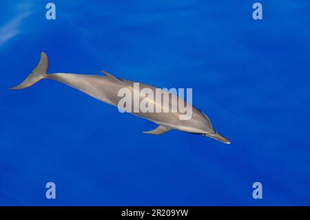 Dolphin spotted Pantropicale (Stenella attenuata) adulto, nuoto appena sotto la superficie di acqua calma, Maldive Foto Stock