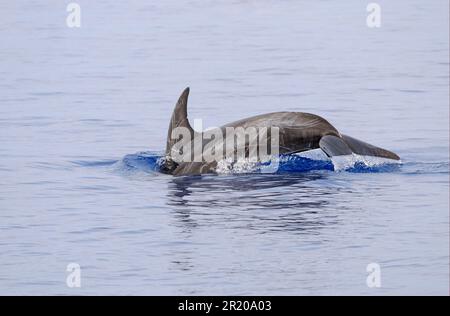 Delfino di riso (Grampus griseus) adulto, sciarato individuale, immersioni, Maldive Foto Stock