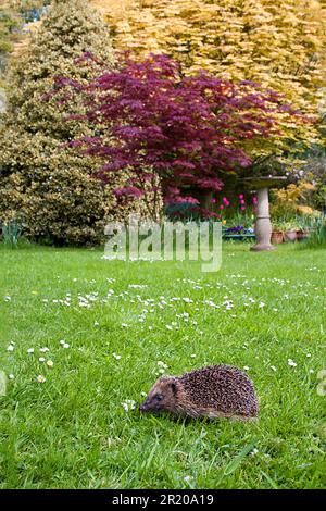 Europeo Hedgehog (Erinaceus europaeus) adulto, in piedi tra foglie cadute, Norfolk, Inghilterra, Regno Unito Foto Stock