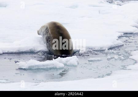 Foche beared (Erignathus barbatus), mammiferi marini, predatori, foche, mammiferi, Animali, foche da lacrima per adulti, ingresso in mare da un percorso di ghiaccio Foto Stock