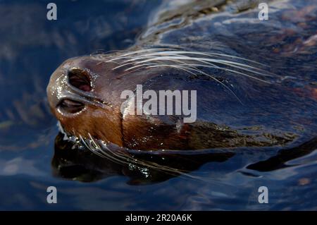 Foca sudamericana (Arctocephalus australis) foca adulto, primo piano della testa, nuoto, mammiferi marini, predatori, foche, animali Foto Stock