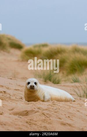 Gray Seal (Halichoerus grypus) cucciolo di una settimana, riposante in dune di sabbia, Norfolk, Inghilterra, Regno Unito Foto Stock