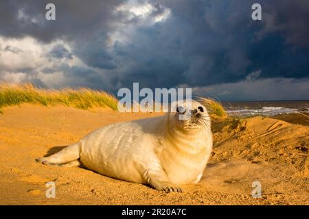 Gray Seal (Halichoerus grypus) un cucciolo di whitecoat di due settimane, riposante in dune di sabbia, con l'avvicinarsi delle nubi di tempesta, Norfolk, Inghilterra, Regno Unito Foto Stock
