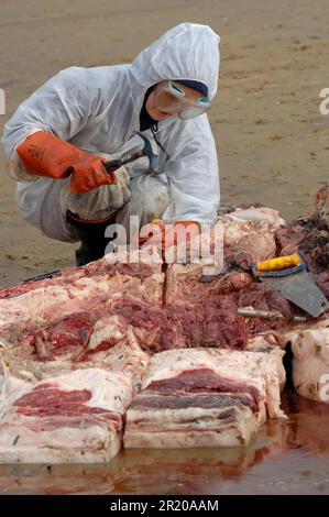 Washed up dead fin whale (Balaenoptera physalus), gli scienziati prelevano campioni d'osso per l'analisi, Camber Sands, East Sussex, Inghilterra, Regno Unito Foto Stock