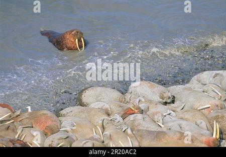 Walrus (Odobenus rosmarus) Gruppo che riposa sulla spiaggia, grande maschio che esce dall'acqua Foto Stock