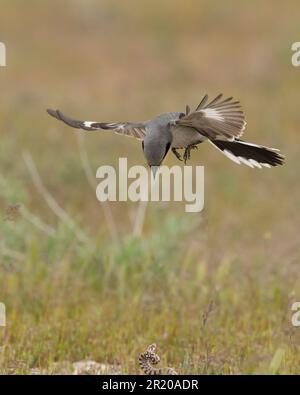 Loggerhead Shrike (Lanius ludivicianus) Isola di Antelope Utah USA Foto Stock