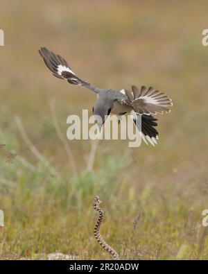 Loggerhead Shrike (Lanius ludivicianus) e serpente gopher Antelope Island Utah USA Foto Stock