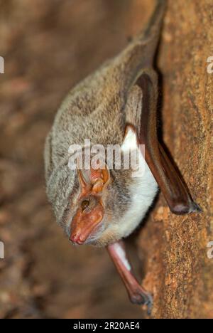 Bat tomba mauriziana (Taphozous mauritianus) adulto, arroccato in foresta decidua secca, Ankarafantsika N. P. Madagascar nord-occidentale Foto Stock