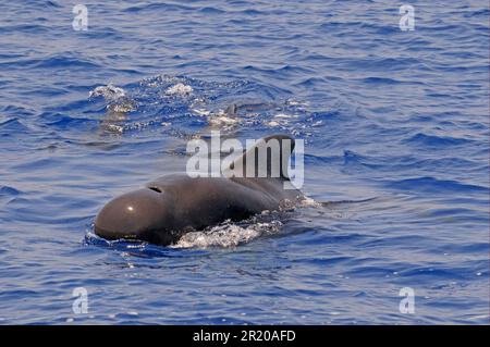 Balena pilota con alette corte (Globicephala macrorhynchus) maschio adulto, affiorante dall'acqua, Maldive Foto Stock