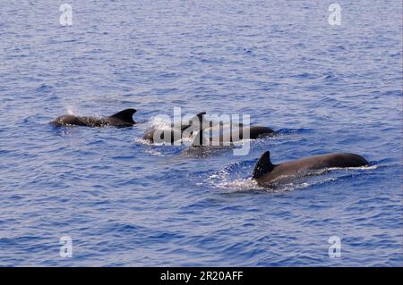 Pod pilota a balena corta (Globicephala macrorhynchus), affiorante dall'acqua, Maldive Foto Stock