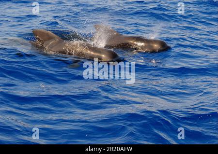 Balena pilota a pinna corta (Globicephala macrorhynchus) due adulti, spouting, affiorando dall'acqua, Maldive Foto Stock