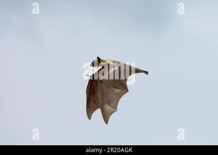 Bat di frutta di colore paglierino (Eidolon helvum) adulto, in volo, di giorno, Kasanka N. P. Zambia Foto Stock
