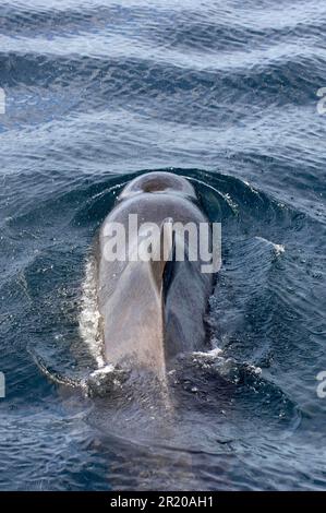 Globicephala seiboldii, balena pilota Indo-Pacifico, balena pilota, balena pilota Indo-Pacifico, balena pilota, Balena pilota con alettini corti (Globicephala Foto Stock