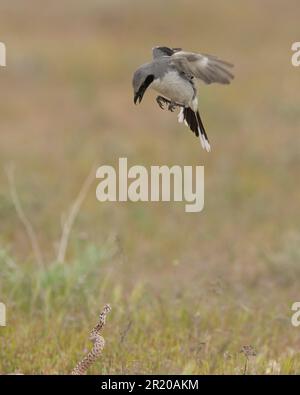 Loggerhead Shrike (Lanius ludivicianus) e serpente gopher Antelope Island Utah USA Foto Stock