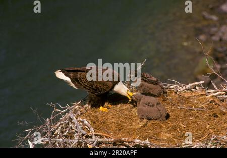 Aquila calva (Haliaeetus leucocephalus) alimentazione giovanile, Lago Grande Slave, Canada Foto Stock