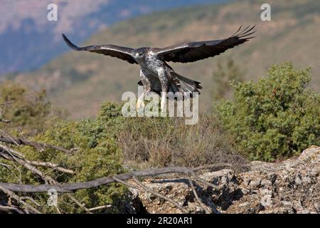 Aquila di Bonelli (Aquila fasciata) femmina adulta, in volo sopra scrub, Aragona, Spagna Foto Stock