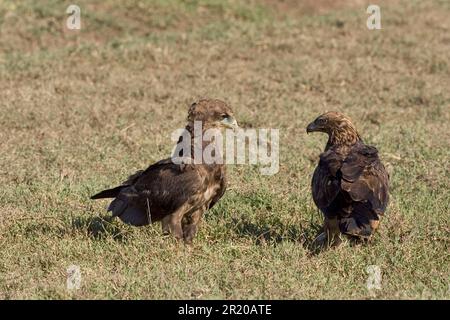 Giocolieri, rapaci, animali, uccelli, aquila di Bateleur, Immatura, con l'aquila di Tawny (Aquila rapax), tanzano Theratopius tawny aquila Foto Stock