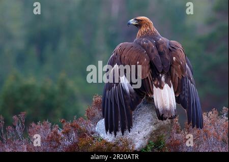 Golden Eagle (Aquila chrysaetos) seduto sulla roccia con ali sparse, Scozia, Regno Unito Foto Stock