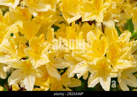 Fioritura cespuglio di rododendro giallo nel giardino botanico Foto Stock