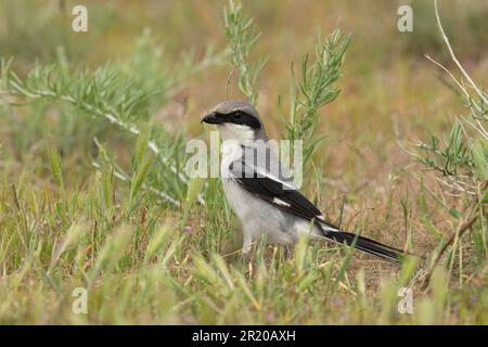 Loggerhead Shrike (Lanius ludivicianus) Isola di Antelope Utah USA Foto Stock