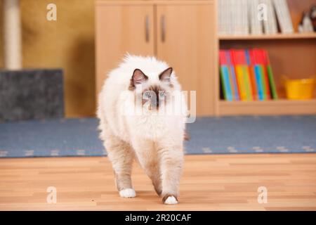 Birman gatto, maschio, sigillo-punto, 6 mesi, fa gobbe Foto Stock