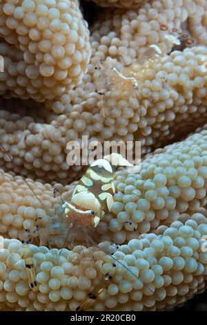 Gamberetti di anemone in vetro bianco macchiato (Periclimenes brevicarpalis) Foto Stock