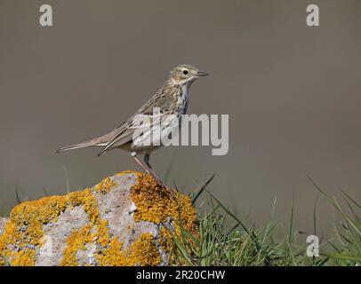 Pipelde prato, Anthus pratensis, seduta su pietra con liceni gialli Foto Stock