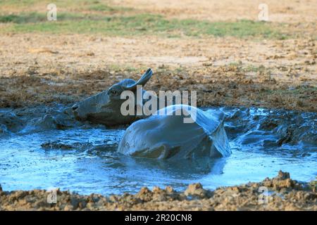 Elefante asiatico (Elephas maximus), bagno di fango, Yala National Park, Sri Lanka Foto Stock