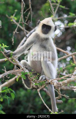 Entellus langur di Ceylon, Parco Nazionale di Yala (Presbytis entellus priam), Sri Lanka Foto Stock