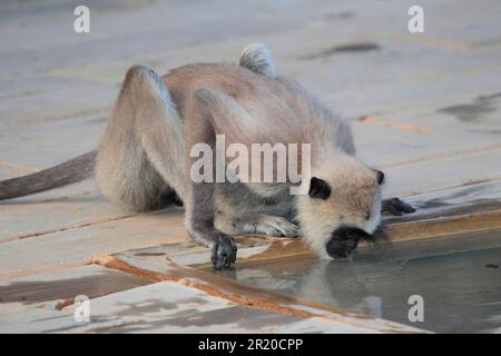 Entellus langur di Ceylon, Parco Nazionale di Yala (Presbytis entellus priam), Sri Lanka Foto Stock