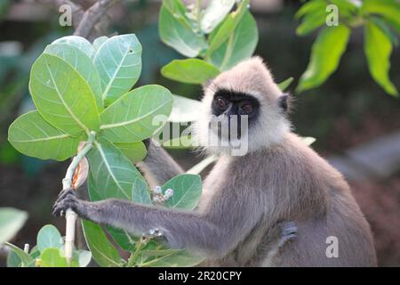 Entellus langur di Ceylon, Parco Nazionale di Yala (Presbytis entellus priam), Sri Lanka Foto Stock